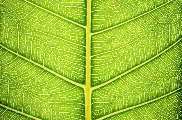 Close-up groene blad textuur