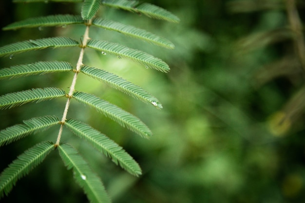 Close-up groene bladeren met vage achtergrond