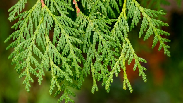 Close-up groene boomtakken