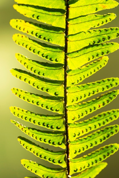 Close-up groene plant bladeren