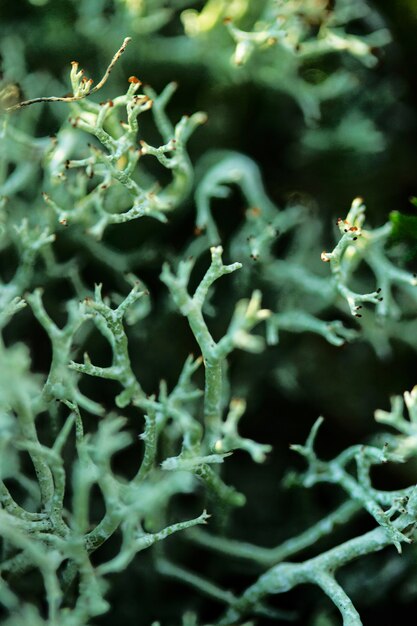 Gratis foto close-up groene plant