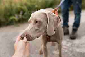 Gratis foto close-up hand aaiende hond