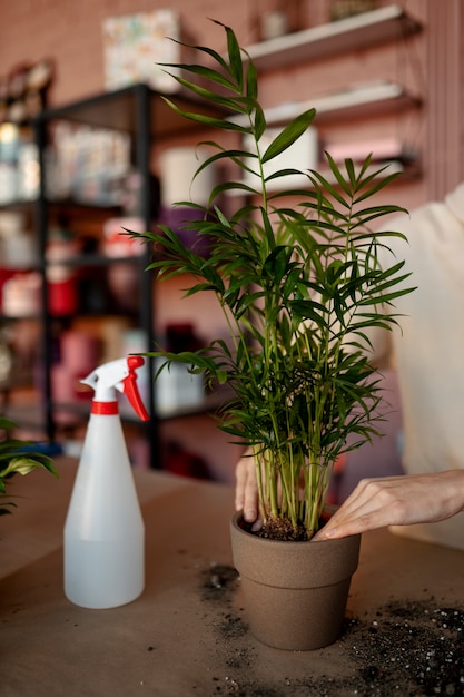 Close-up handen plant in pot zetten