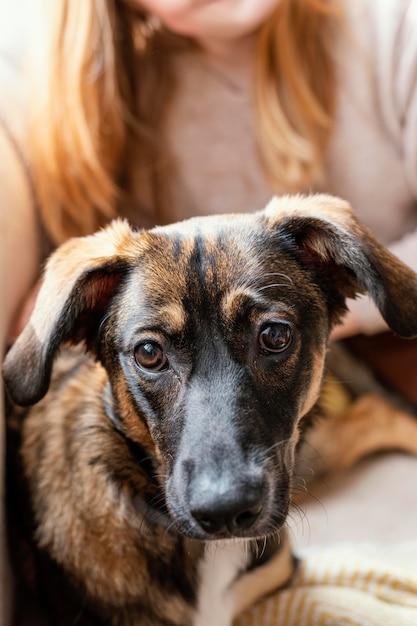 Gratis foto close-up hond zittend op de eigenaar