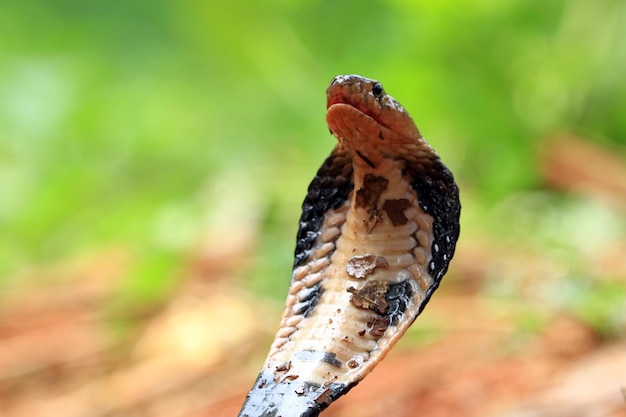Close-up hoofd van Naja sputatrix javan cobra slang close-up gezicht reptiel close-up