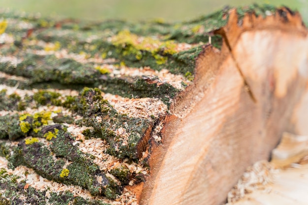 Close-up hout voor kampvuur