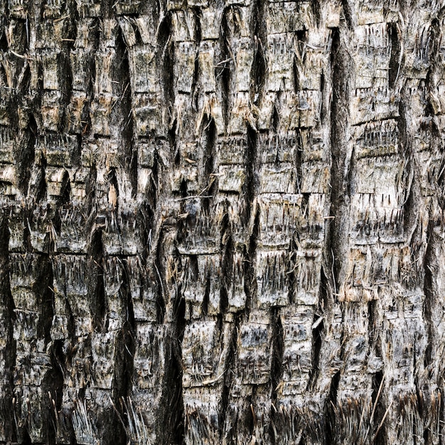 Close-up houten textuur van een boom