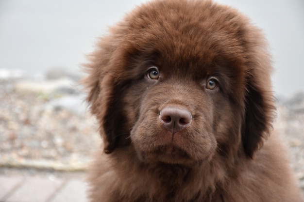 Close-up kijken naar een pluizig chocoladebruin Newfoundland puppy hondje