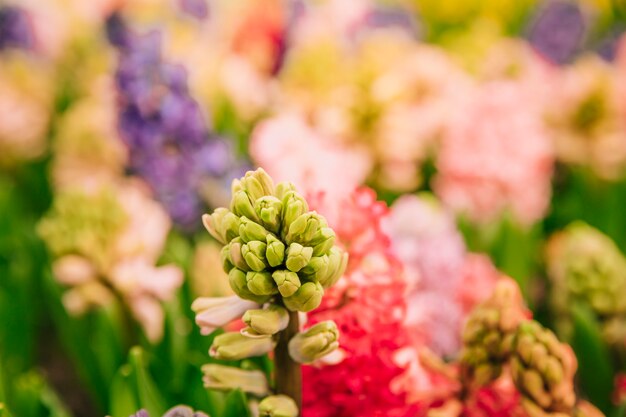 Close-up kleurrijke hyacinthus-knoppen in de tuin