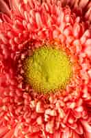Gratis foto close-up koraal gekleurde bloem