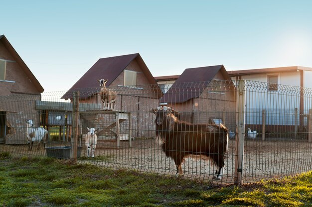 Close-up landelijke boerderij groeiende geit