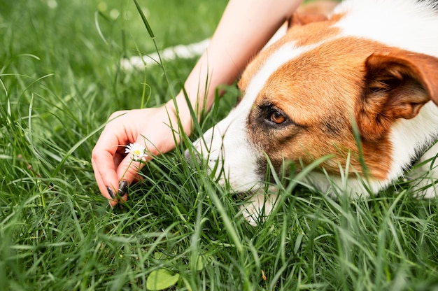 Gratis foto close-up leuke hond die buiten van tijd genieten