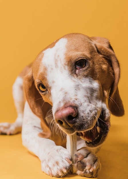 Close-up leuke hond die een been eet