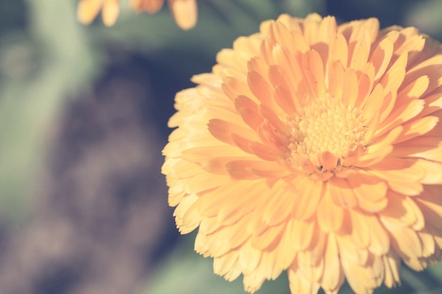 Close-up macro bloem