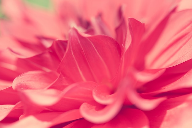 Close-up macro bloem