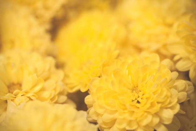 Close-up macro bloem