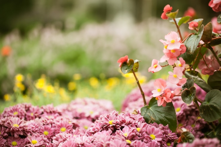 Gratis Foto close-up macro bloem