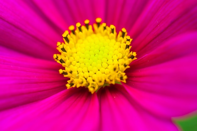 Close-up macro bloem