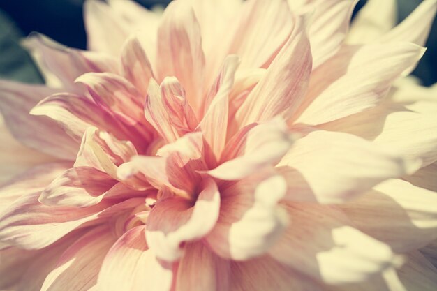 Close-up macro bloem