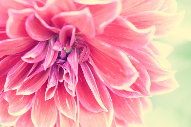 Close-up macro bloem