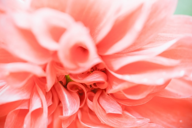 Close-up macro bloem