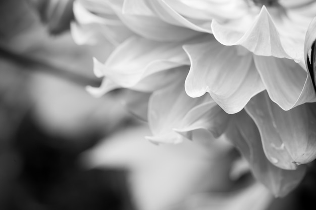 Close-up macro bloem