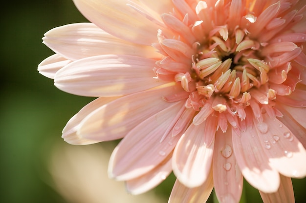 Close-up macro bloem