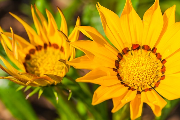 Gratis foto close-up macro bloem