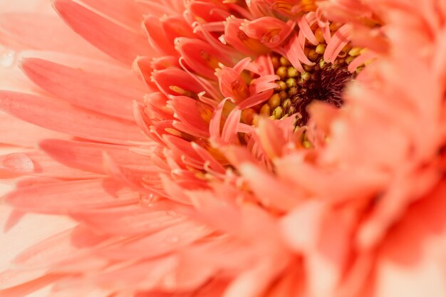 Close-up macro bloem