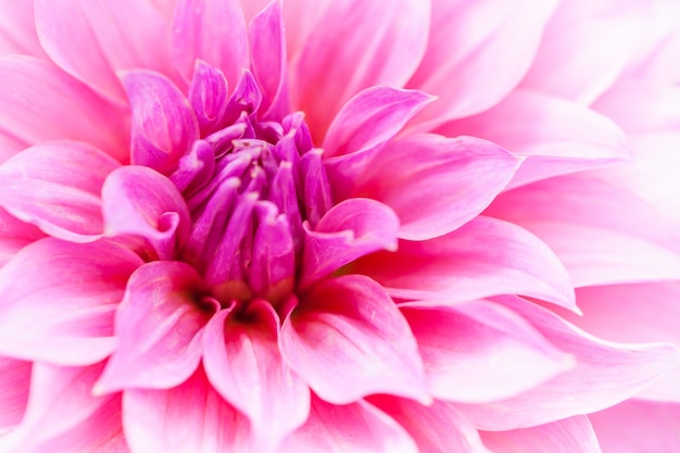 Close-up macro bloem