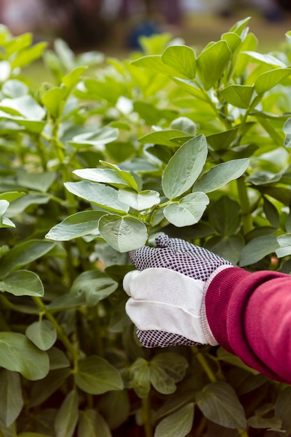 Gratis foto close-up man met planten