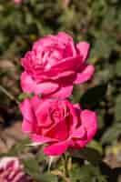 Gratis foto close-up mooie roze rozen openlucht