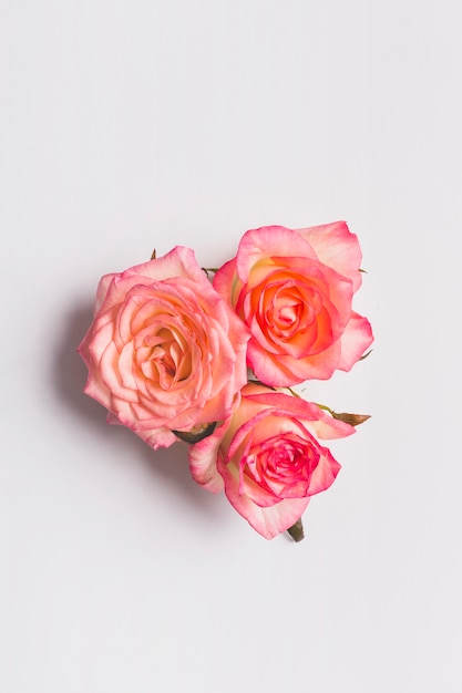 Gratis foto close-up mooie rozen