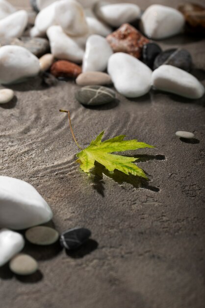 Close-up op blad drijvend op water