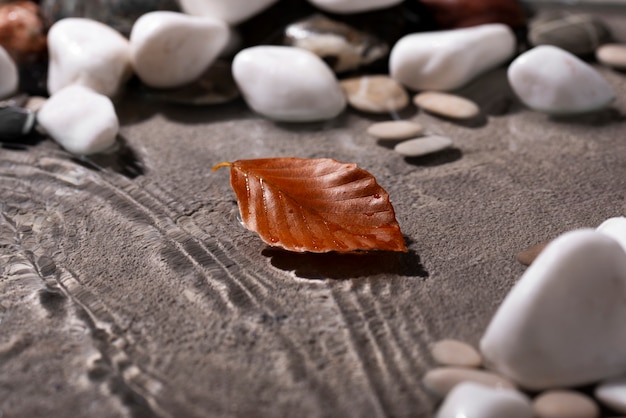 Gratis foto close-up op blad drijvend op water