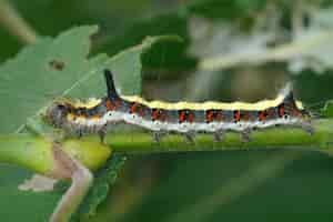 Gratis foto close-up op de kleurrijke gestreepte rups van de dark dagger m