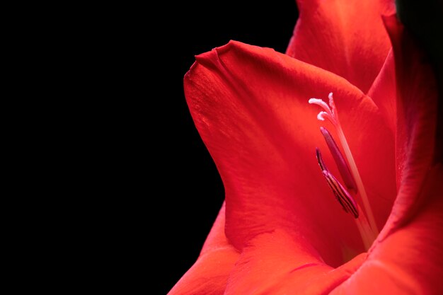 Close-up op details van gladiolenbloemen