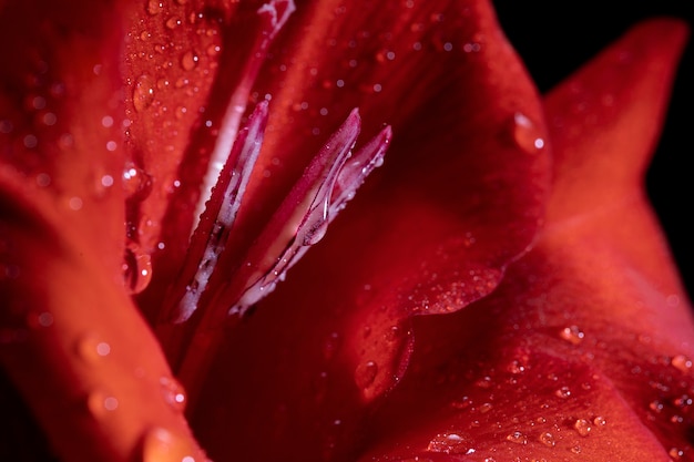 Gratis foto close-up op details van gladiolenbloemen