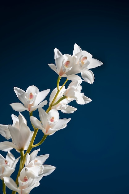 Close-up op details van orchideebloemen