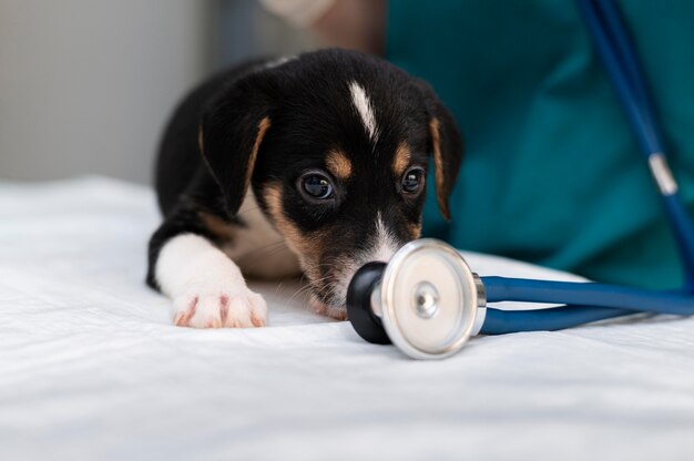 Close-up op dierenarts die voor hond zorgt