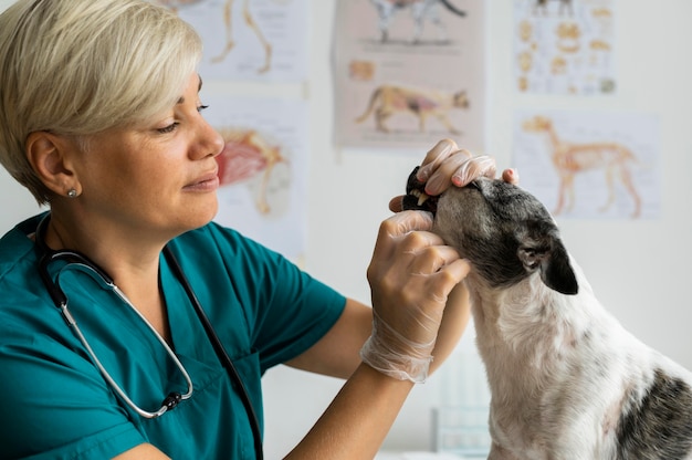 Gratis foto close-up op dierenarts die voor hond zorgt