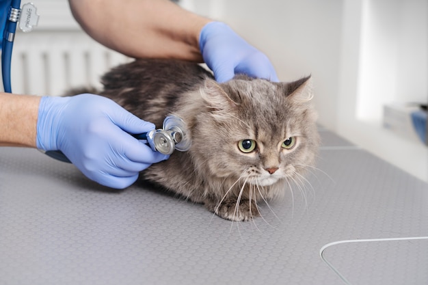 Close-up op dierenarts die voor huisdier zorgt