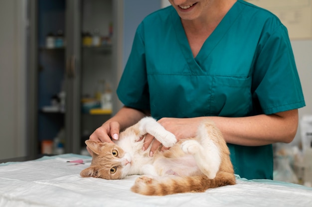 Close-up op dierenarts die voor kat zorgt