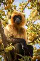 Gratis foto close-up op gibbon in de natuur