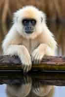 Gratis foto close-up op gibbon in de natuur