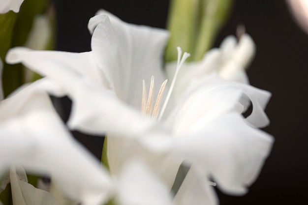 Close-up op gladiolen in de natuur