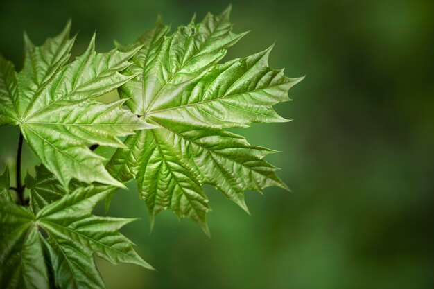 Close-up op groene bladeren in de natuur