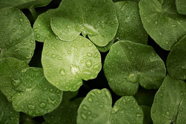 Close-up op groene bladeren in de natuur