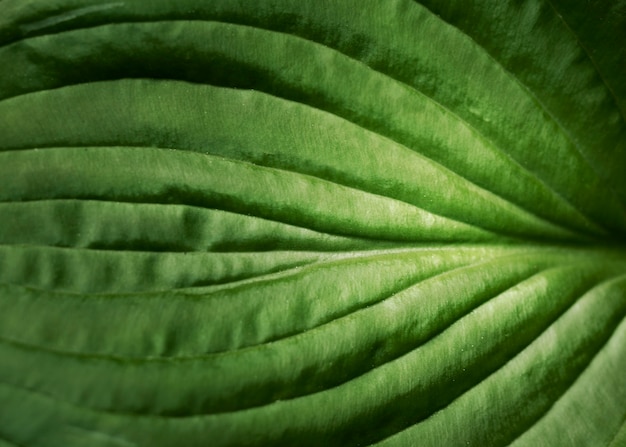 Close-up op groene bladeren in de natuur