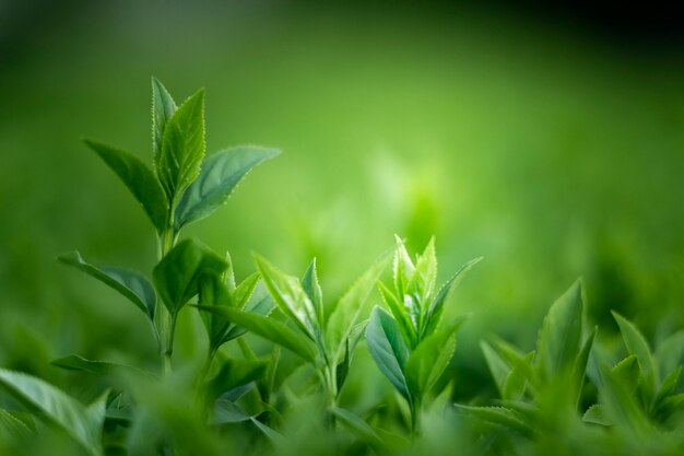 Close-up op groene bladeren in de natuur